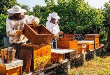 मधुमक्खी पालन (bee farming)