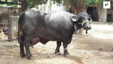 Jafarabadi buffalo identification and price