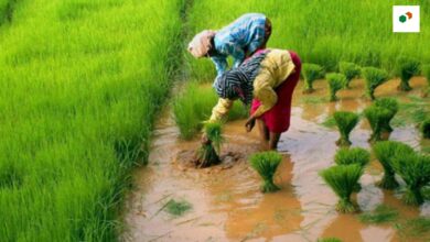 paddy-nursery