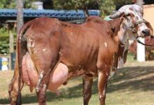 गाय, भैंस का दूध बढ़ाने का उपाय | how to increase buffalo and cow milk