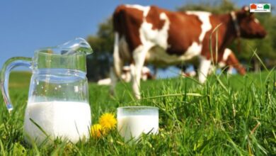 गाय-भैंस के दूध कैसे बढ़ाएं?