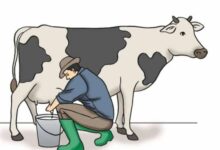 dairy farming in hindi