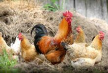 desi poultry farming and breeds