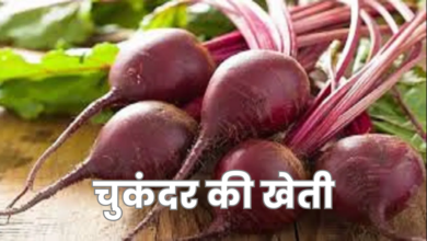 beetroot farming in hindi