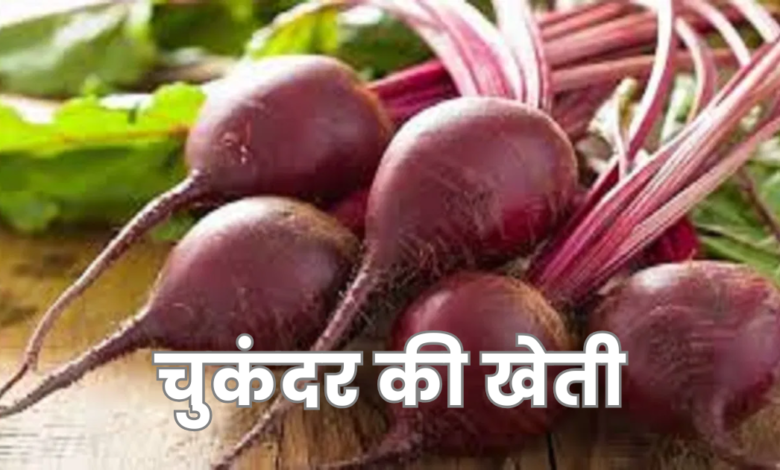 beetroot farming in hindi